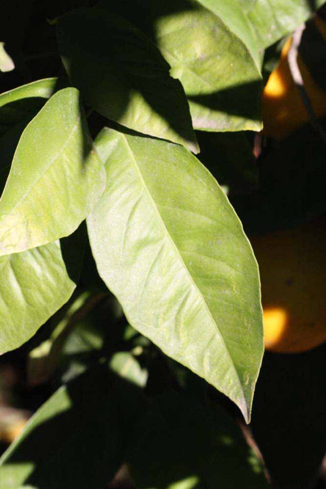            Sun leaves (Riverside, CA)   